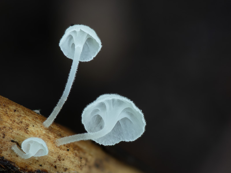 Hemimycena crispula